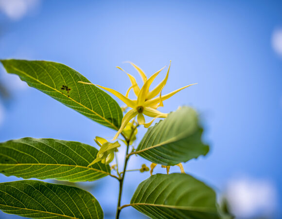 La Quintessence de l’Ylang-Ylang de Mayotte : Un Voyage Olfactif Inoubliable