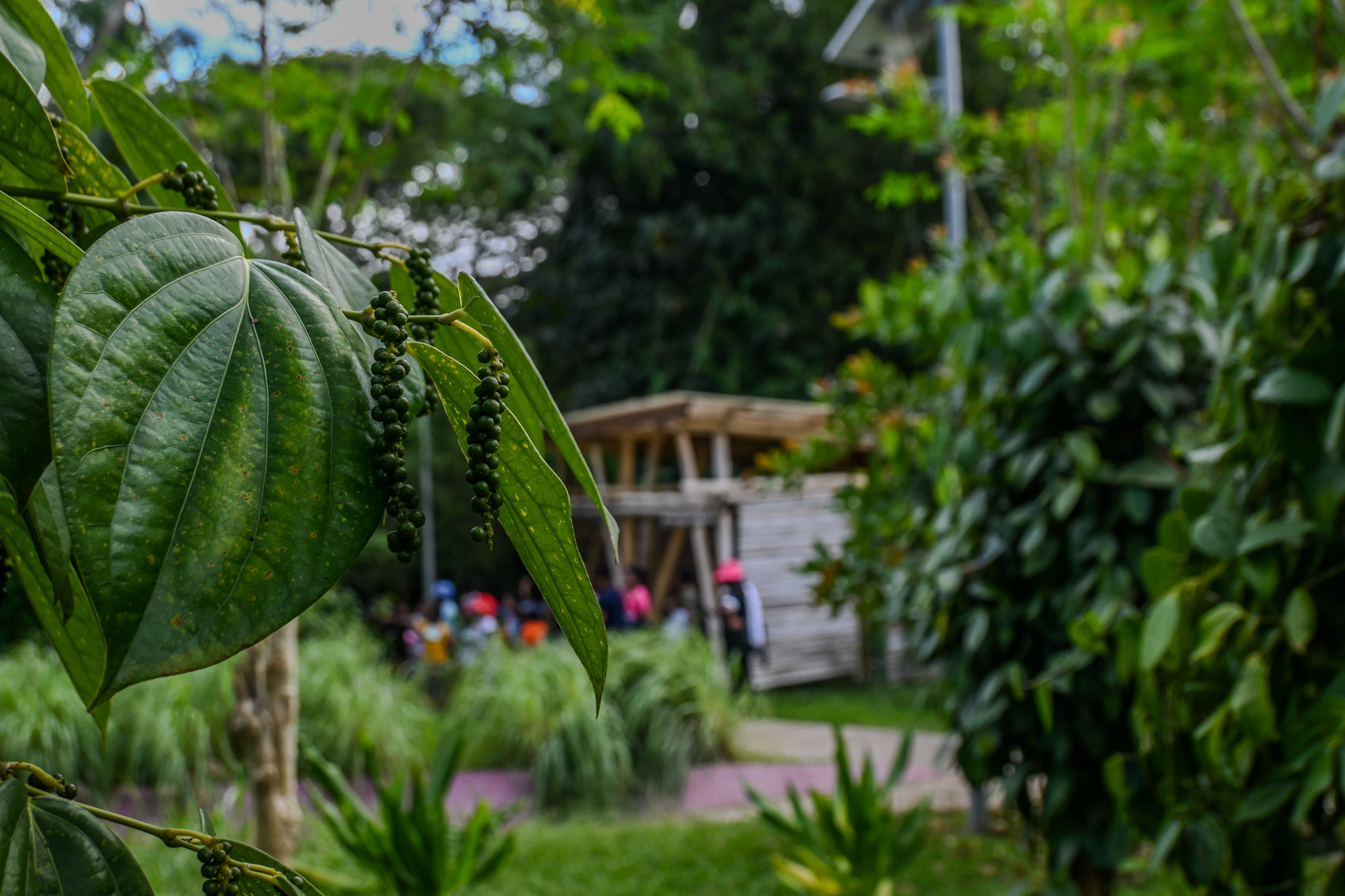 Visite guidée avec Zirari au Pôle d’Excellence Rurale de Coconi