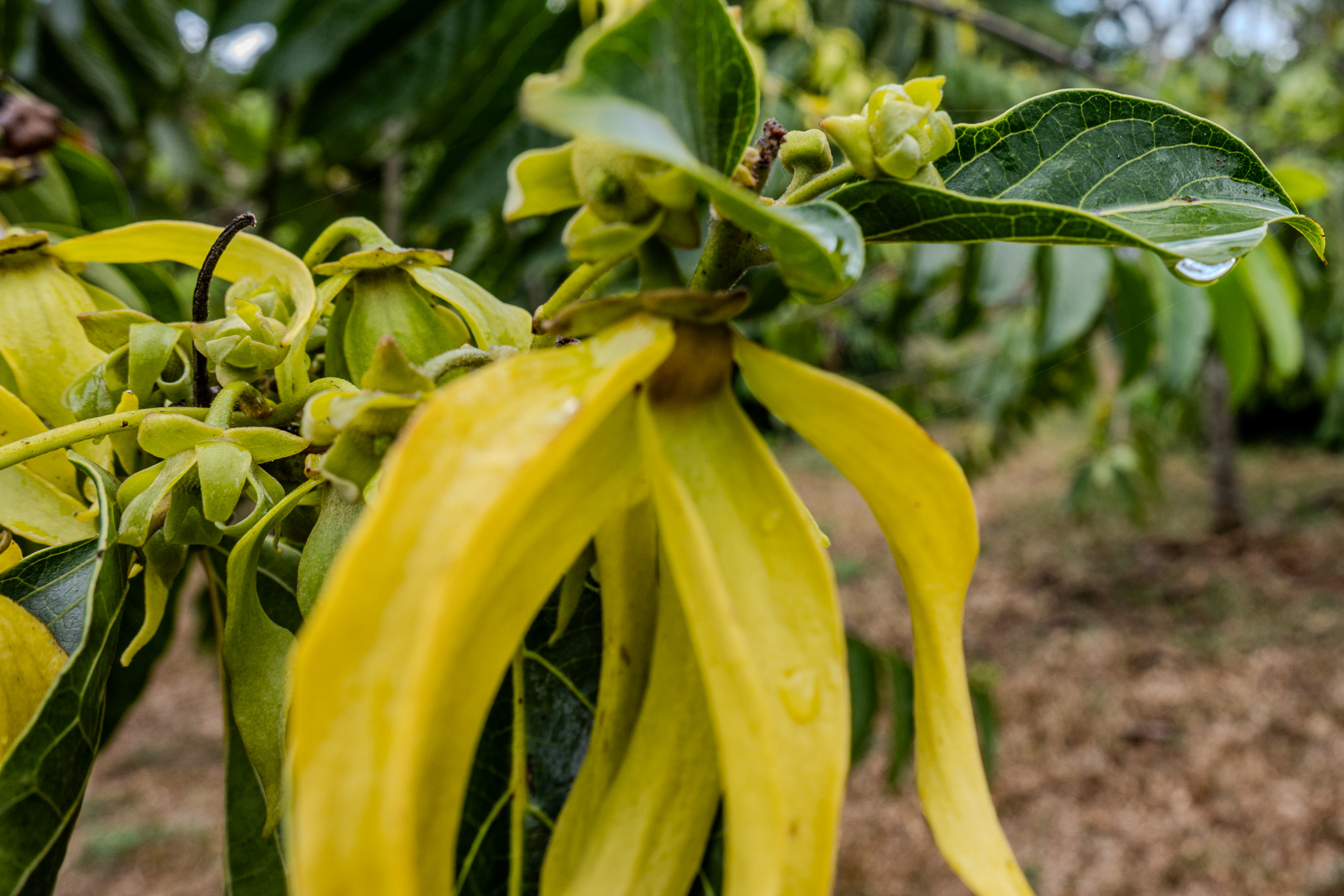 Ylang-ylang au Jardin des sens